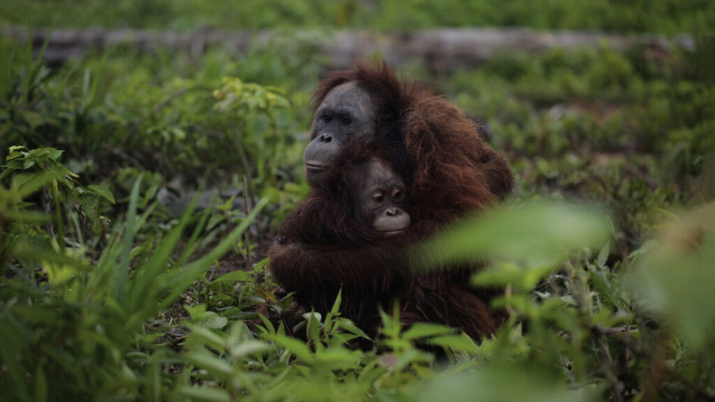 Un orangután hembra con su cría en la selva. Fotografía: Fundación Borneo Orangutan Survival.